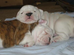 Sophie and Lucy as puppies. They slept like this their entire lives.